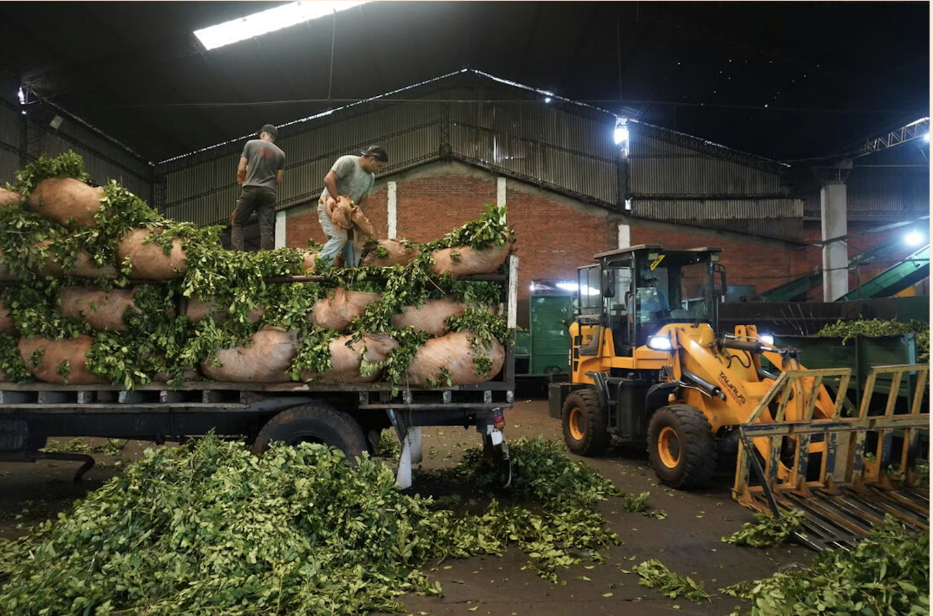 Kettingzaag van Milei ontziet ook de producenten van het nationale drankje van Argentinië niet